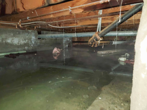 Best Carpet water damage restoration  in Lenox, IA